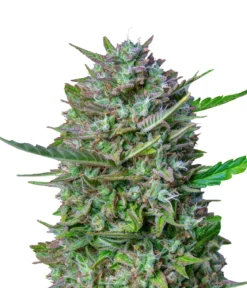 Bud Voyage Hanfsamen Pure Motivation Tropical Orange, 3 Stk.