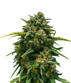 Bud Voyage Hanfsamen Schmerz weg Super Skunk, 3 Stk.