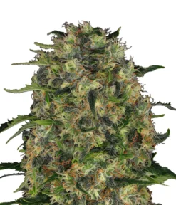 Bud Voyage Hanfsamen Tiefschlaf Black Domina, 3 Stk.
