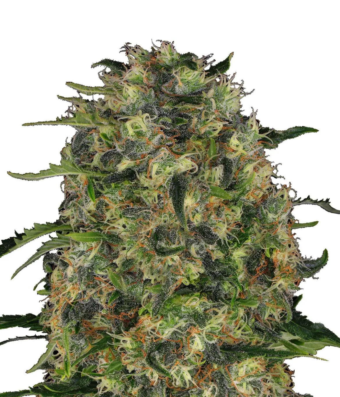 Bud Voyage Hanfsamen Tiefschlaf Black Domina, 3 Stk.