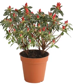 Buntblättrige Japanische Azalee