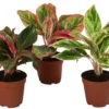 Buntblättriger Kolbenfaden-Set - Aglaonema commutatum, 3-teilig