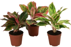 Buntblättriger Kolbenfaden-Set - Aglaonema commutatum, 3-teilig