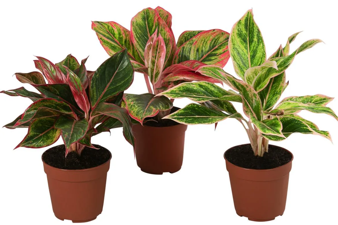 Buntblättriger Kolbenfaden-Set - Aglaonema commutatum, 3-teilig