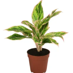 Buntblättriger Kolbenfaden-Set - Aglaonema commutatum, 3-teilig