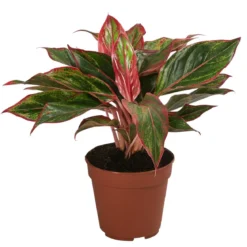 Buntblättriger Kolbenfaden-Set - Aglaonema commutatum, 3-teilig