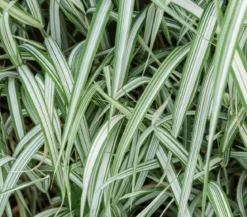 Buntblättriges Rohrglanzgras 'Picta'