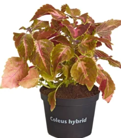 Buntnessel - Solenostemon scutellarioides, verschiedene Sorten