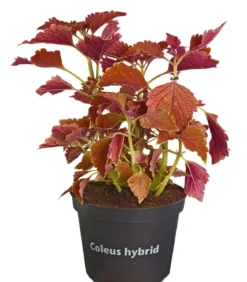 Buntnessel - Solenostemon scutellarioides, verschiedene Sorten