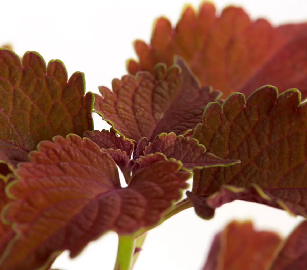 Buntnessel - Solenostemon scutellarioides, verschiedene Sorten