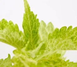 Buntnessel - Solenostemon scutellarioides, verschiedene Sorten
