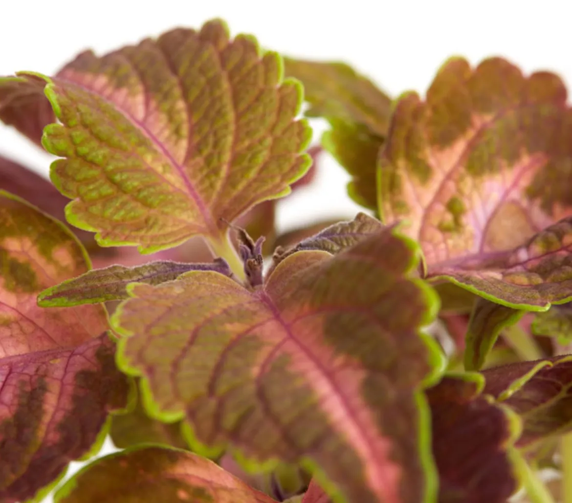 Buntnessel - Solenostemon scutellarioides, verschiedene Sorten