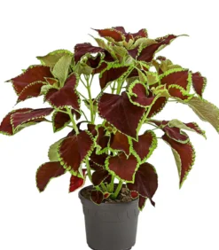 Buntnessel - Solenostemon scutellarioides, verschiedene Sorten