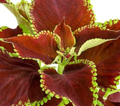 Buntnessel - Solenostemon scutellarioides, verschiedene Sorten
