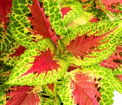 Buntnessel - Solenostemon scutellarioides, verschiedene Sorten