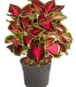Buntnessel - Solenostemon scutellarioides, verschiedene Sorten