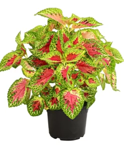 Buntnessel - Solenostemon scutellarioides, verschiedene Sorten