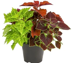 Buntnessel-Trio - Solenostemon scutellarioides
