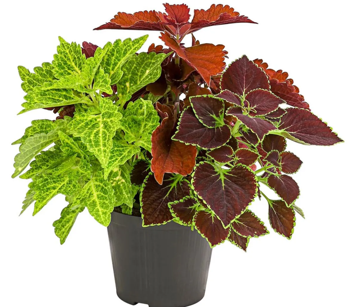 Buntnessel-Trio - Solenostemon scutellarioides