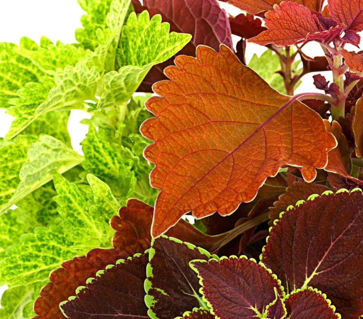 Buntnessel-Trio - Solenostemon scutellarioides