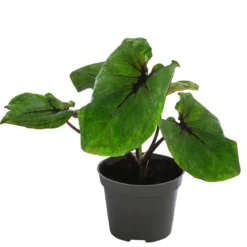 Buntwurz - Caladium bicolor Hybriden 'Selma'