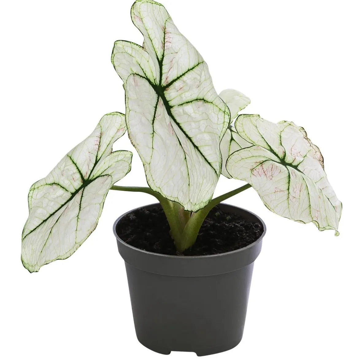 Buntwurz - Caladium bicolor Hybriden 'Kelly'