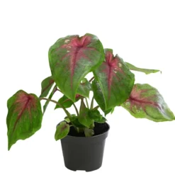Buntwurz - Caladium bicolor Hybriden 'Casey'