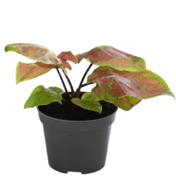 Buntwurz - Caladium bicolor Hybriden 'Birkin'