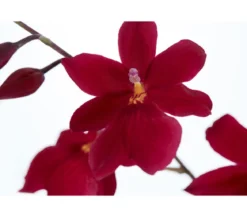 Burrageara-Orchidee - Burrageara cultivars 'Nelly Isler'