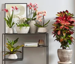 Burrageara-Orchidee - Burrageara cultivars 'Nelly Isler'
