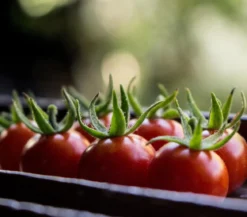 Buschtomate