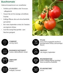Buschtomate