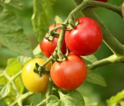 Buschtomate