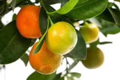 Calamondin-Orange