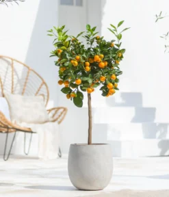 Calamondin-Orange