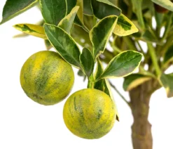 Calamondin-Orange 'Variegata', panaschiert