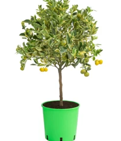 Calamondin-Orange 'Variegata', panaschiert