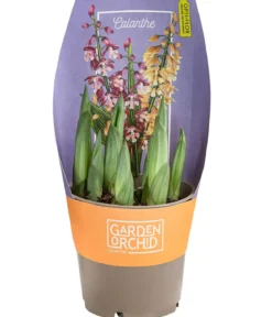 Calanthe