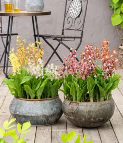 Calanthe