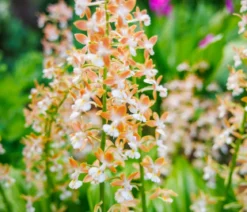 Calanthe