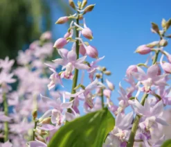 Calanthe