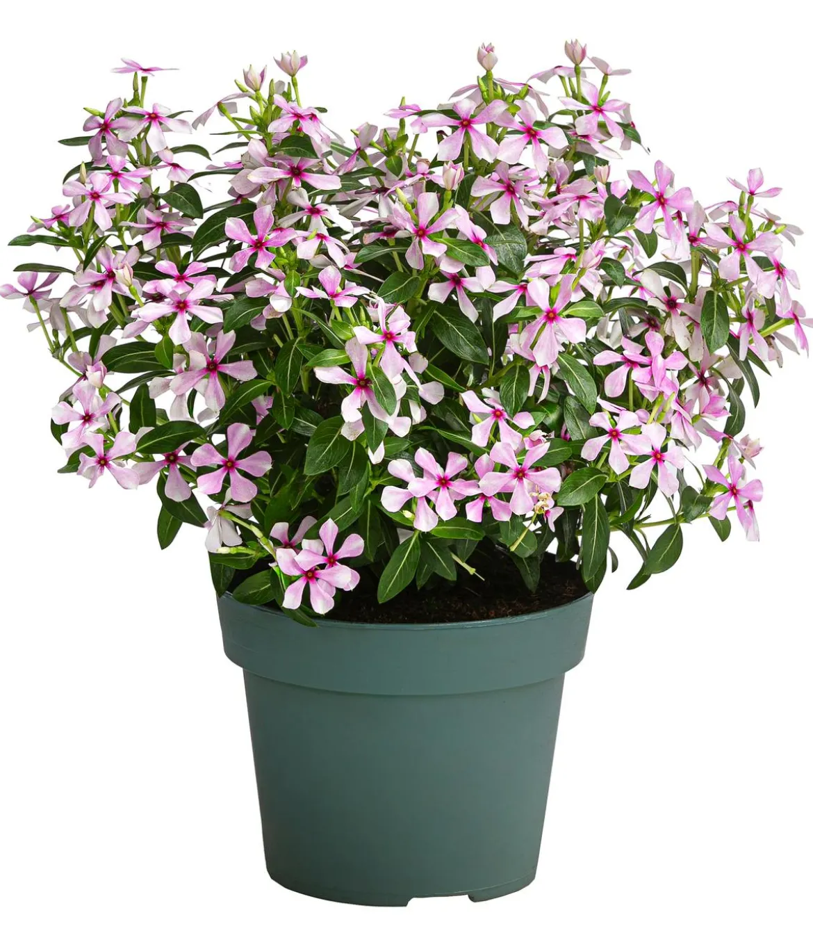 Catharanthus 'Soiree', verschiedene Farben