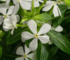 Catharanthus 'Soiree', verschiedene Farben