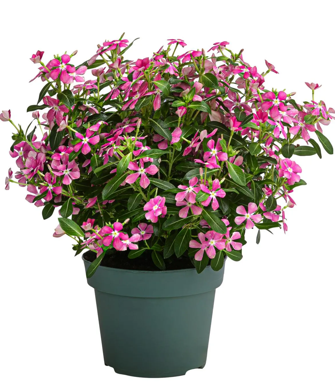 Catharanthus 'Soiree', verschiedene Farben