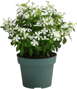 Catharanthus 'Soiree', verschiedene Farben