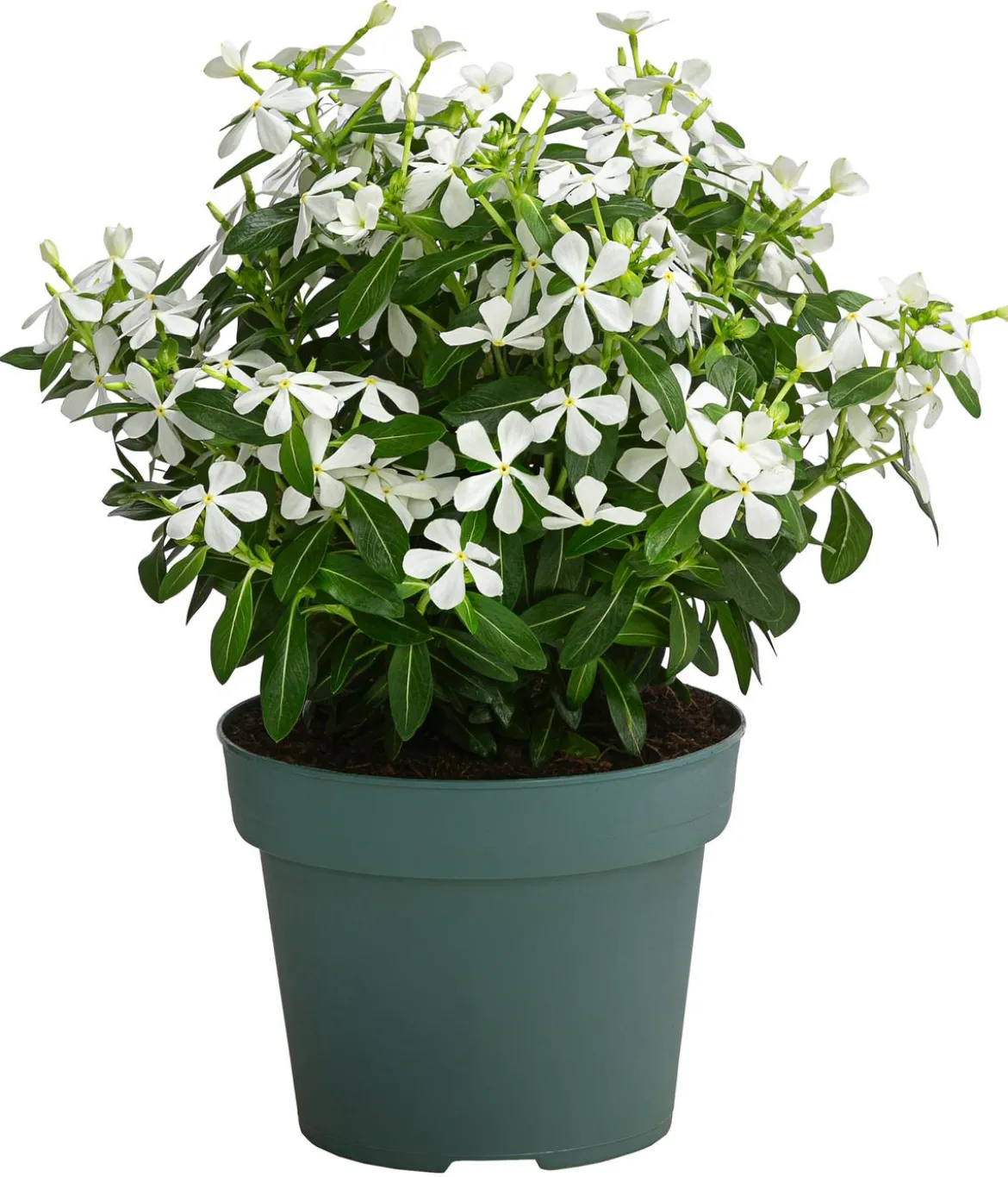 Catharanthus 'Soiree', verschiedene Farben