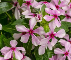 Catharanthus 'Soiree', verschiedene Farben