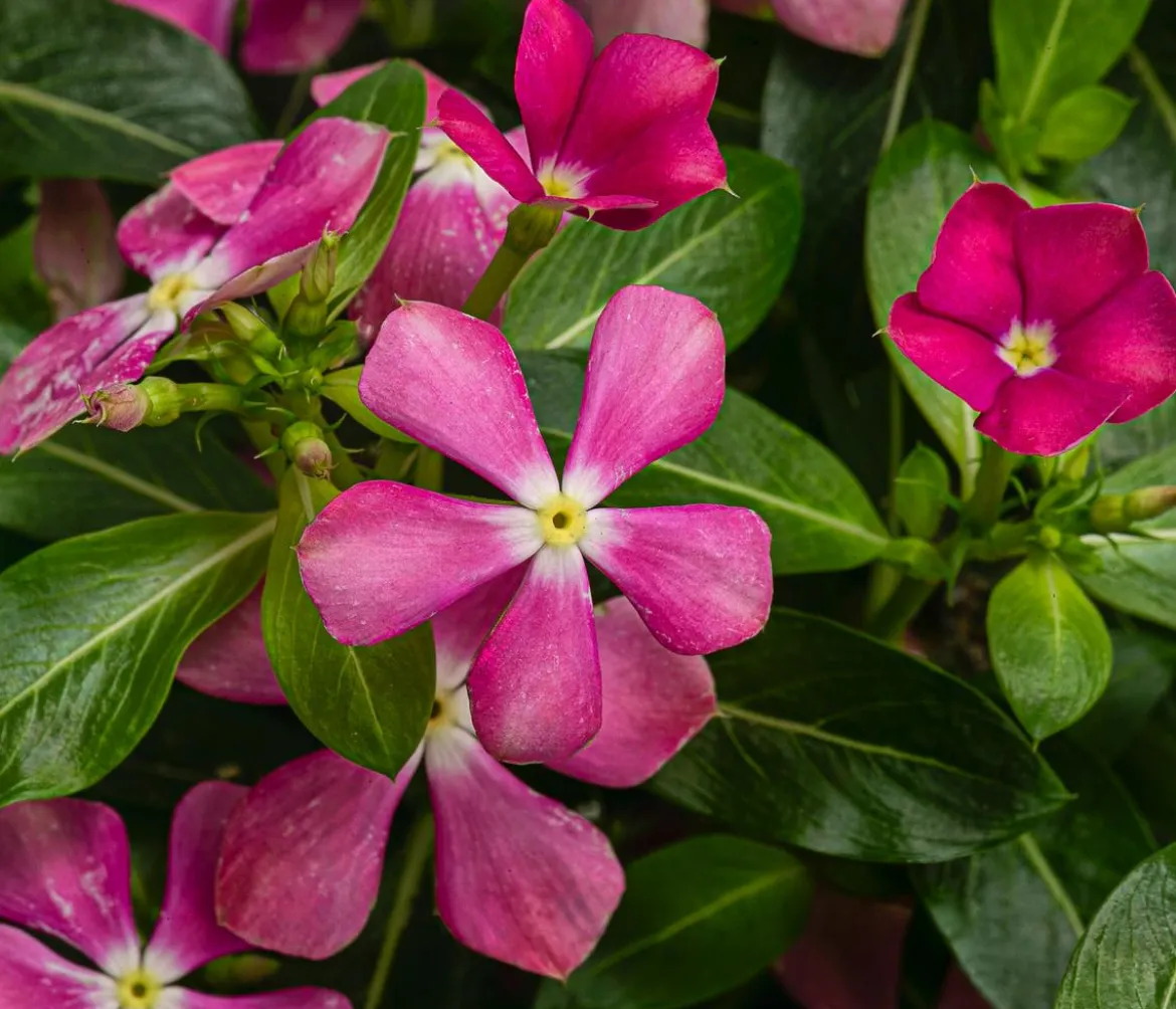 Catharanthus 'Soiree', verschiedene Farben