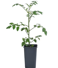 Cherrytomate 'Pepe'