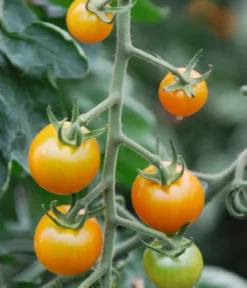 Cherrytomate 'Sungold'